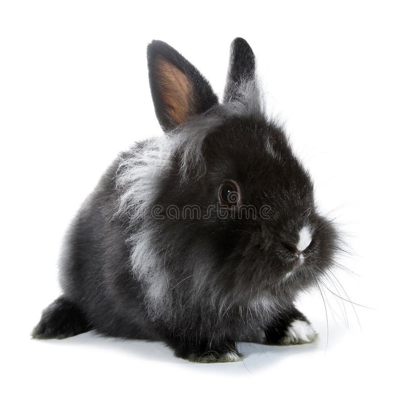 Black gray rabbit bunny isolated on white background royalty free stock photography