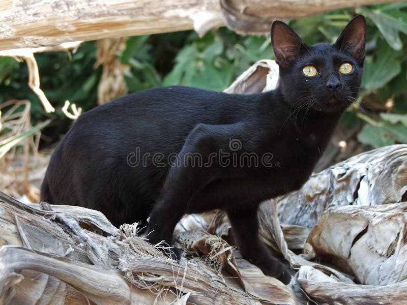 Black Greek Cat Is Lurking Stock Image Image 20585661