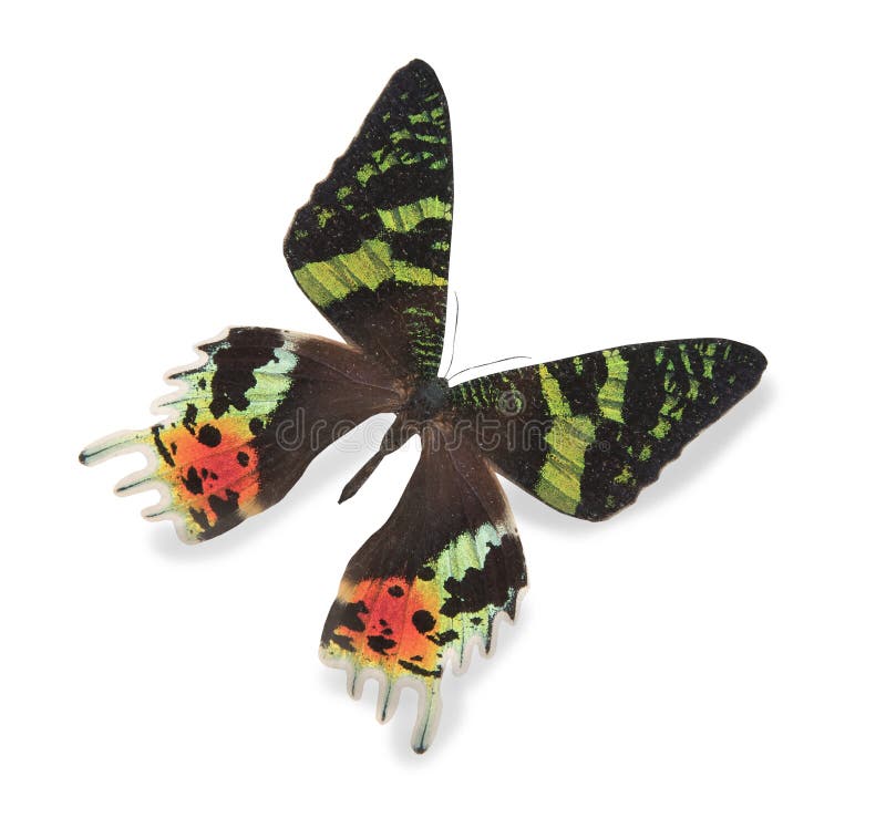 Green and Black Butterfly Isolated on White Stock Image Image of