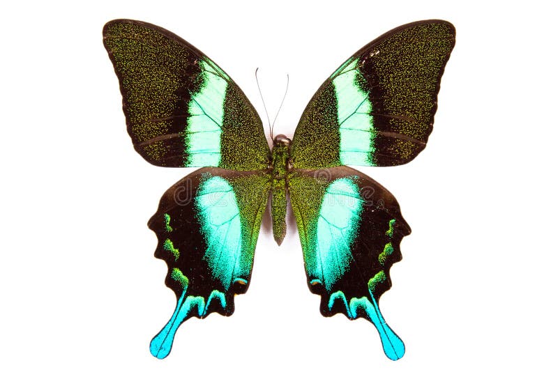 Black and green butterfly Papilio blumei isolated