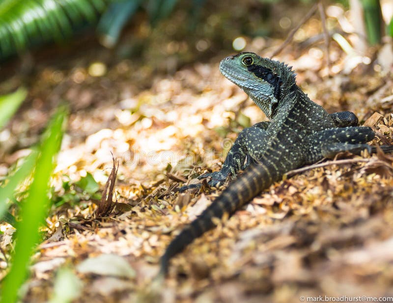 Black And Green Lizard During Daytime Picture. Image 83065840