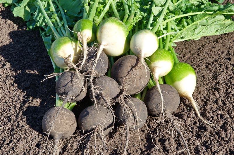 Black and green radish on the ground in the vegetable garden