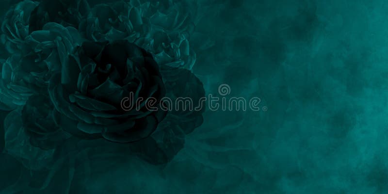 3 190 Black Roses Wallpaper Photos Free Royalty Free Stock Photos From Dreamstime 3 190 Black Roses Wallpaper Photos Free Royalty Free Stock Photos From Dreamstime