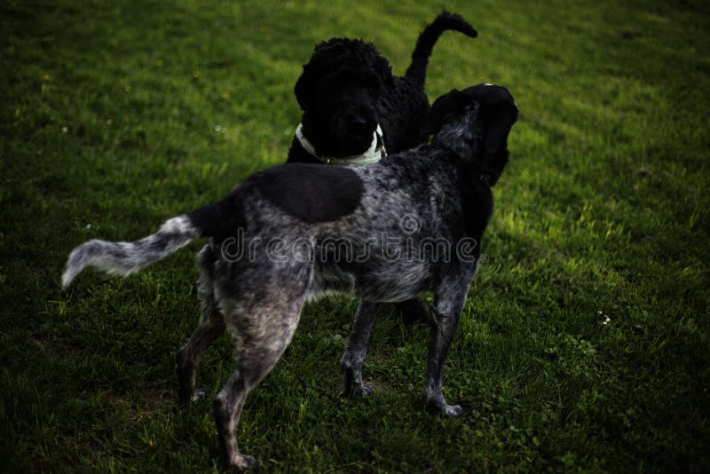 2 Black And Grey Dog On Grass Field During Daytime Picture. Image 83018669