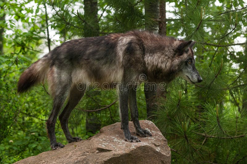 Black Grey Wolf Canis Lupus on Rock Stock Image Image of horizontal