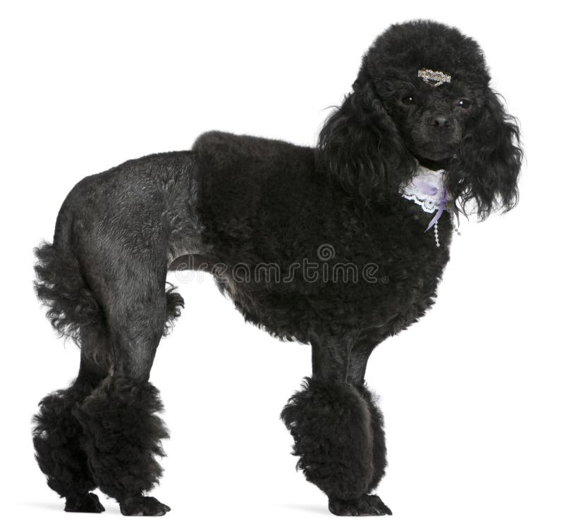 Black groomed Poodle, 2 years old, standing