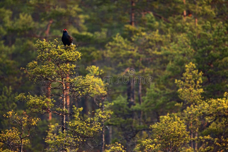 Black grouse sitting in pine tree. Lekking bird Grouse, Tetrao tetrix, in forest marshland, Sweden. Spring mating season in nature