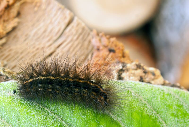 Black Hairy Caterpillar stock photo. Image of black, worm 16543284