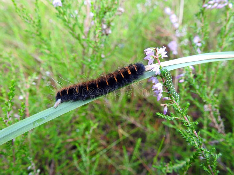 Black Hairy Caterpillar stock image. Image of hairy, spikes 16161991