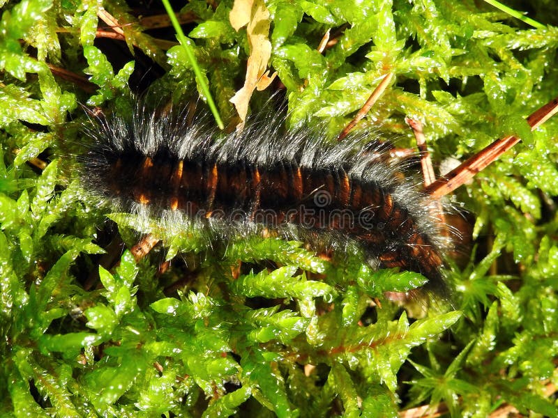 Black Hairy Caterpillar stock image. Image of hairy, spikes 16161991
