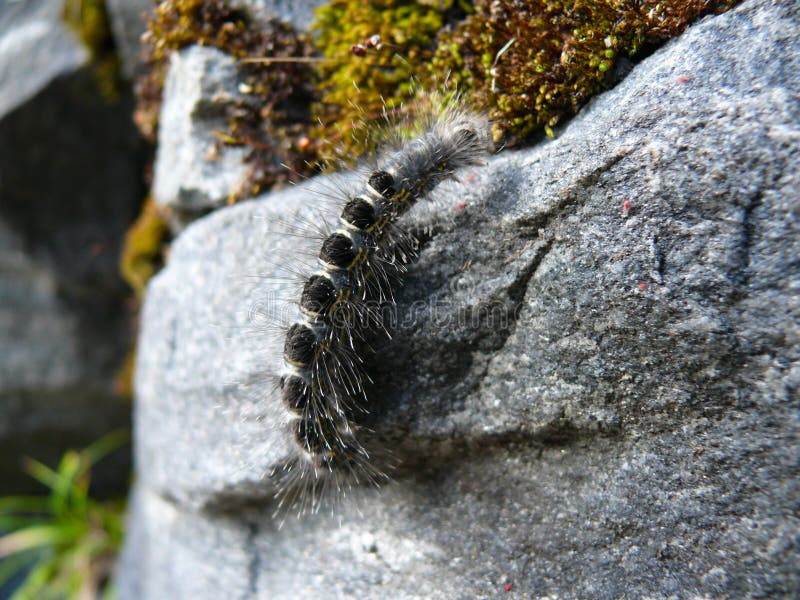 Black hairy cutworm on the stone royalty free stock photo Black hairy cutworm on the stone royalty free stock photo