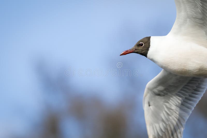 Black head seagull in flight stock images Black head seagull in flight stock images