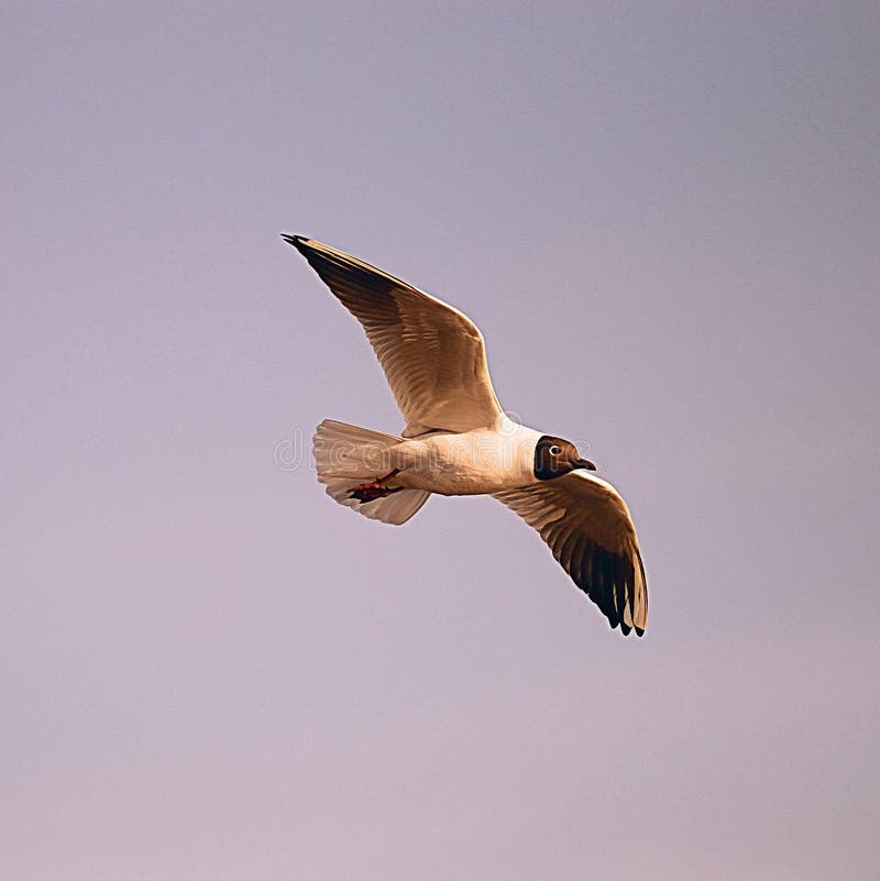 Black-head seagull flight stock photo Black-head seagull flight stock photo
