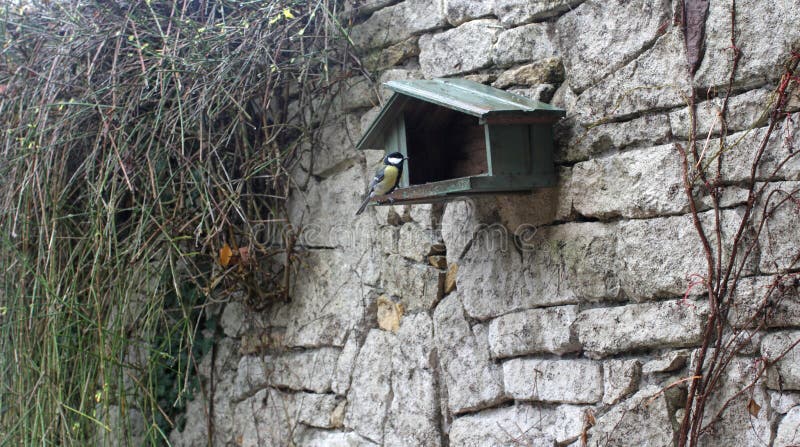 Black head and throat great tit on birdhouse in European winter stock image Black head and throat great tit on birdhouse in European winter stock image