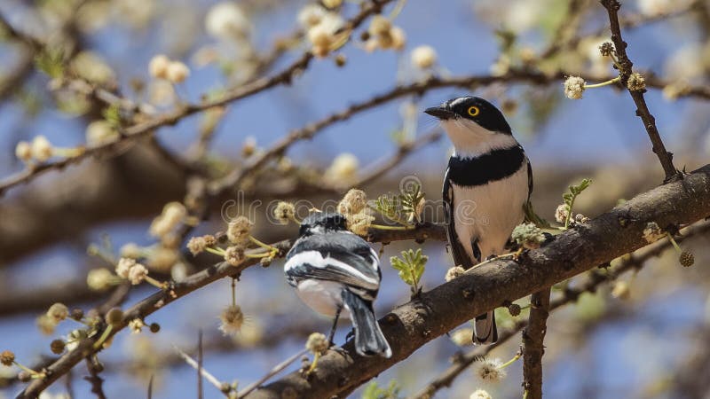 Black-headed Batises on Tree