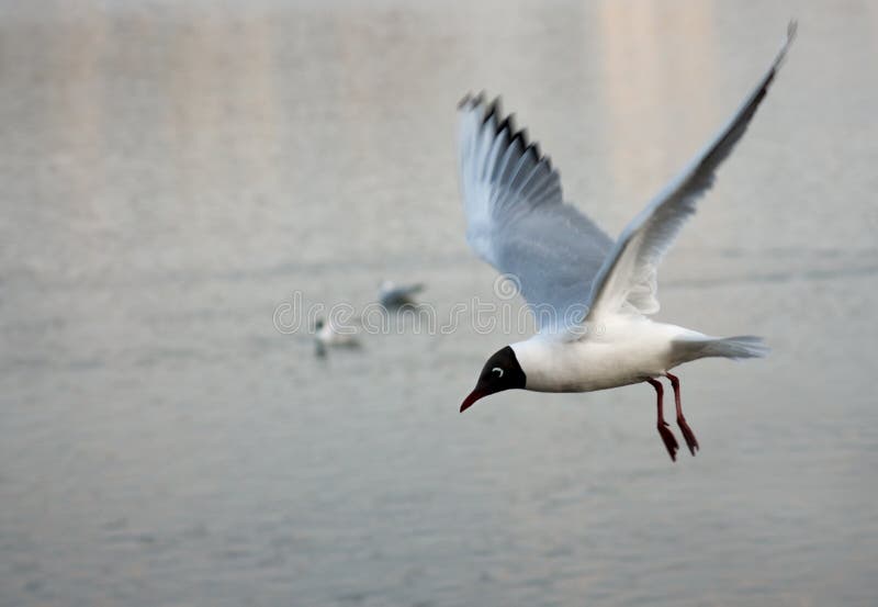 Black-headed gull