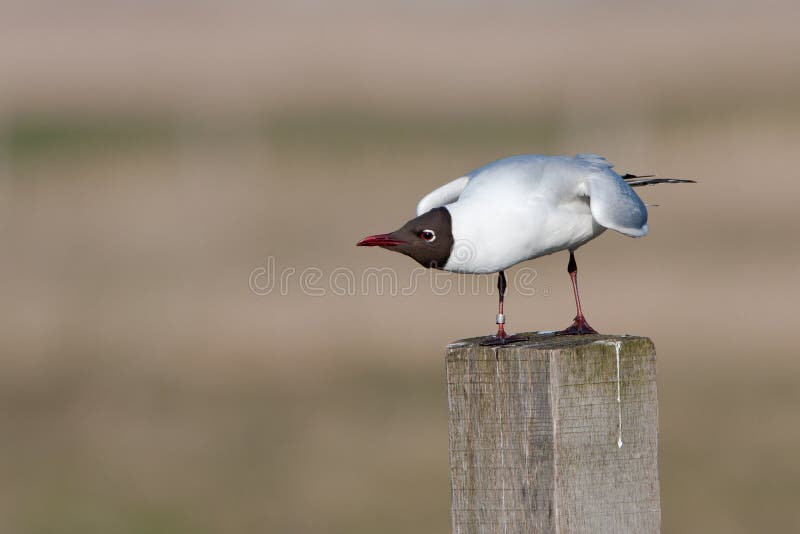 Black headed gull