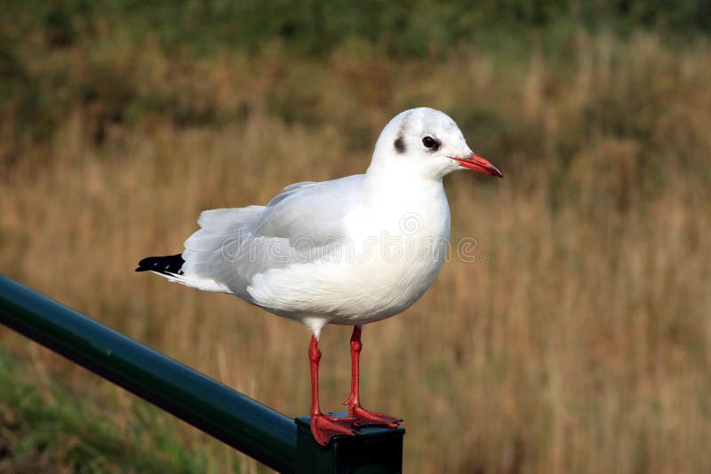 Black-headed gull