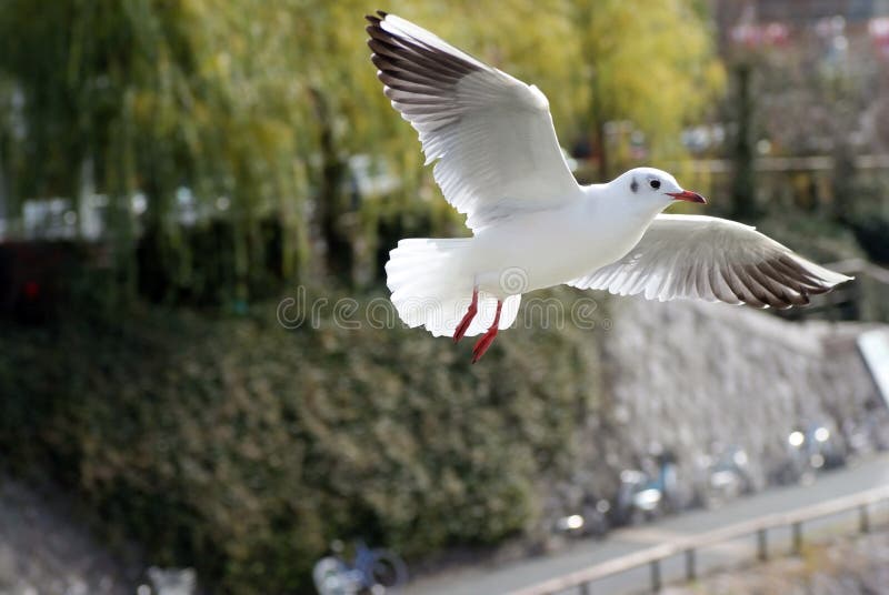 Black-headed Gull