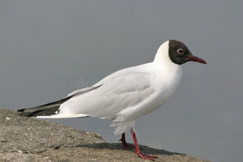 Black headed gull