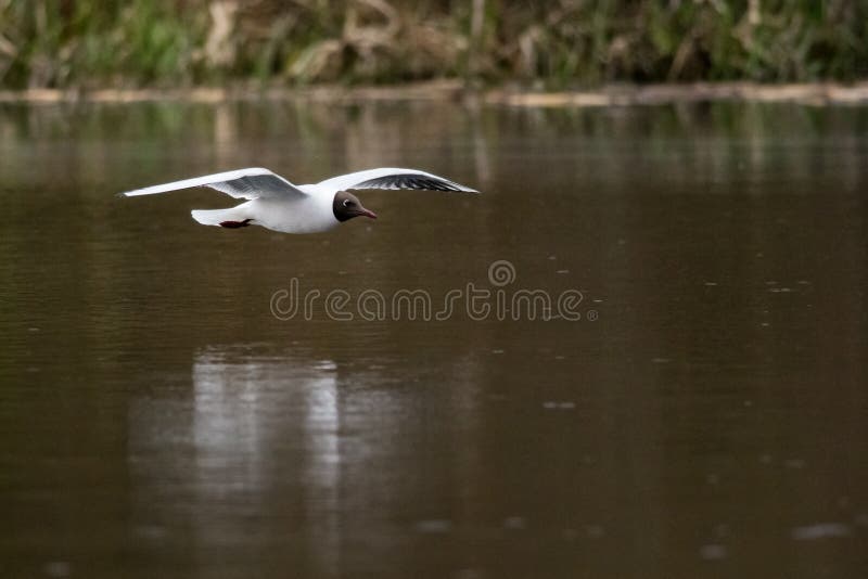 Black-headed Gull stock photo Black-headed Gull stock photo