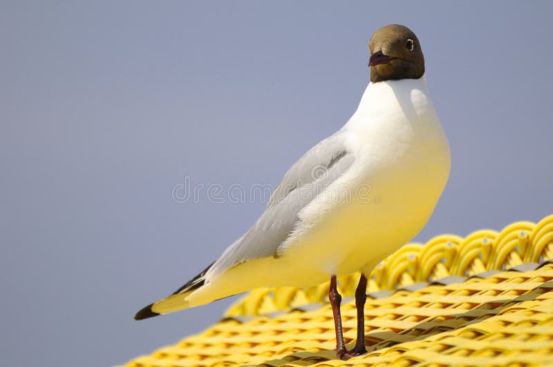 Black-headed gull on roof