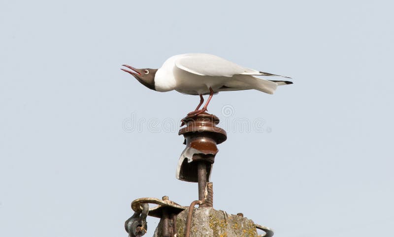 Black-headed gull stands on a power pole.