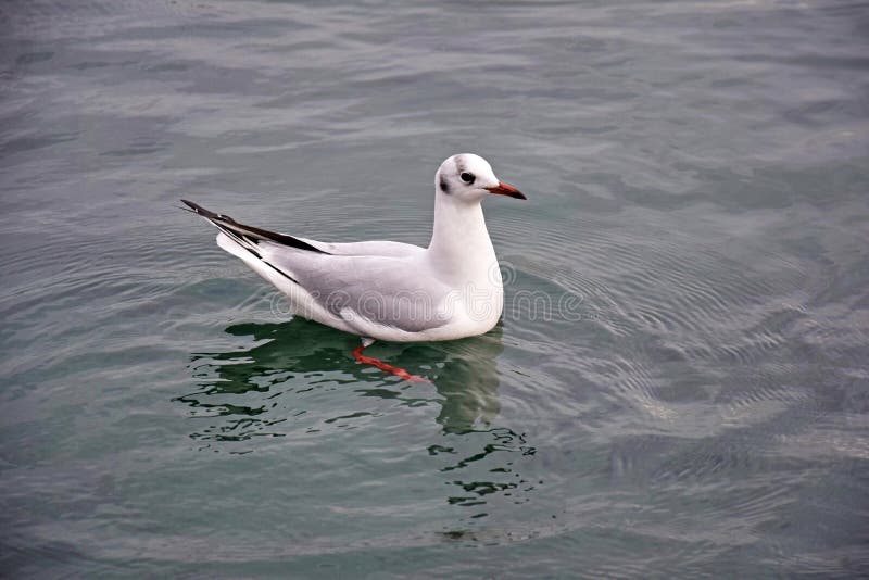 Black-headed gull in lake