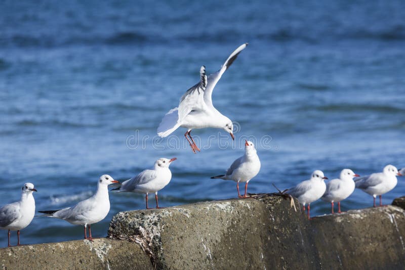 Black headed gulls in high wind and rough seas.