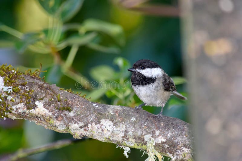 Droppin Tit At Very Young