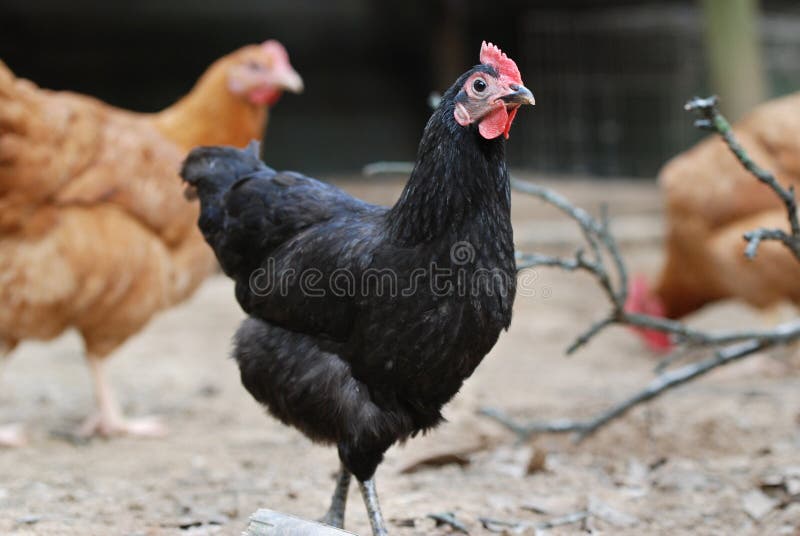 Black hen