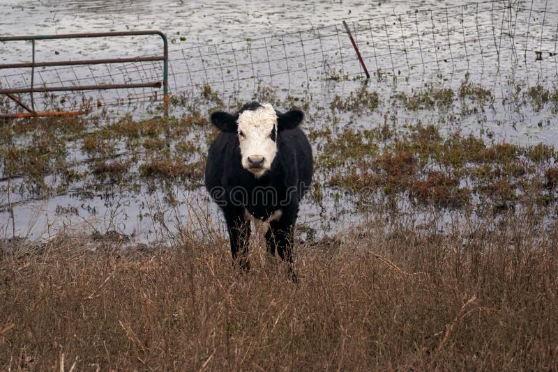 Black Hereford Cow standing in a pasture royalty free stock photos Black Hereford Cow standing in a pasture royalty free stock photos