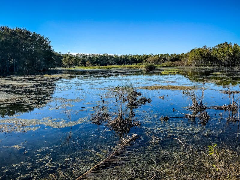 Black heron bird stock photo