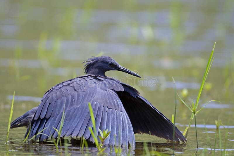 Black heron wading in shallow water stock photo