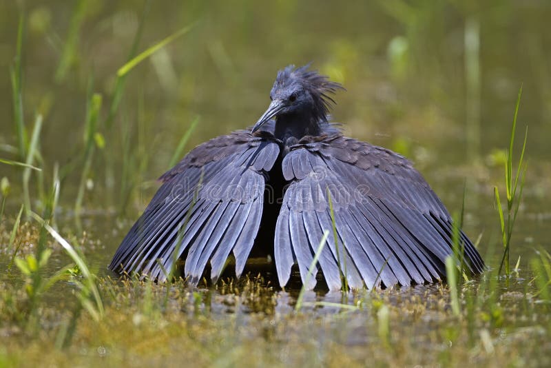 Black heron wading in shallow water