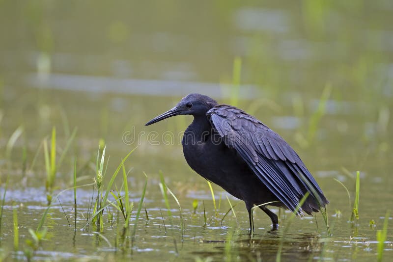Black heron wading in shallow water stock photos