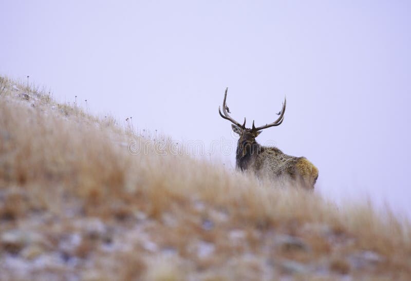 Black hills elk
