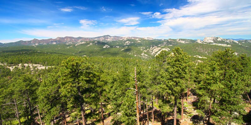 Black Hills National Forest Panoramic