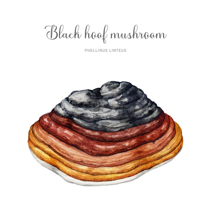 Black hoof mushroom watercolor illustration. Phellinus linteus fungus painted image. Medicinal tree mushroom