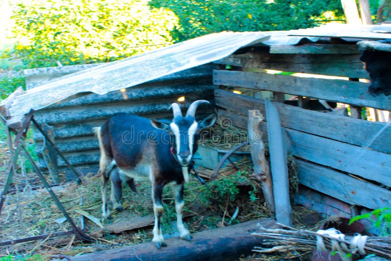 Goat Under the Tree stock image. Image of field, finge 145085909