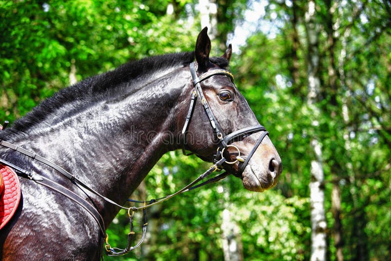 Black horse stock photo. Image of ears, brush, portrait 25790446