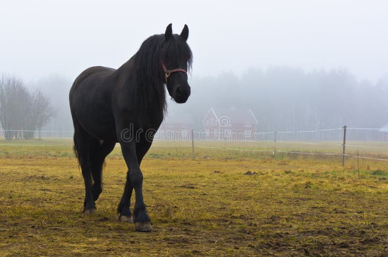 Black horse in the fog