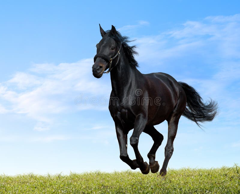 121,109 Black Horse Stock Photos - Free & Royalty-Free Stock Photos from Dreamstime 121,109 Black Horse Stock Photos - Free & Royalty-Free Stock Photos from Dreamstime