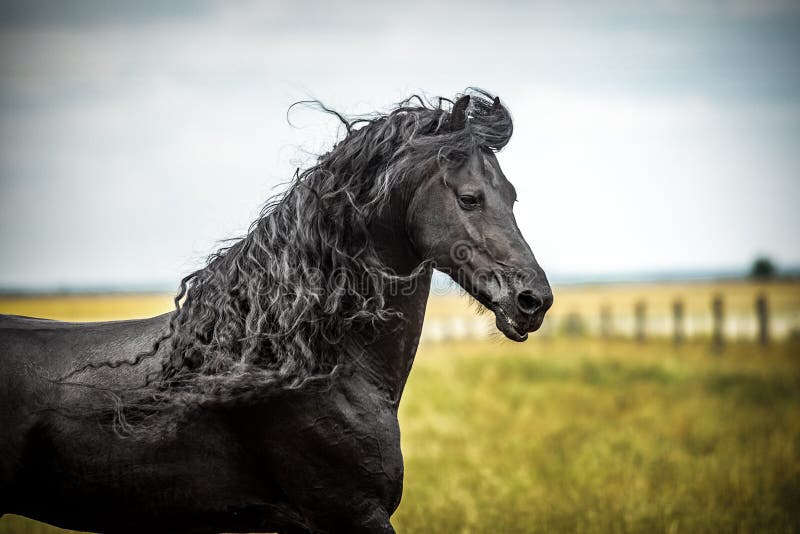 Beautiful friesian stallion black horses