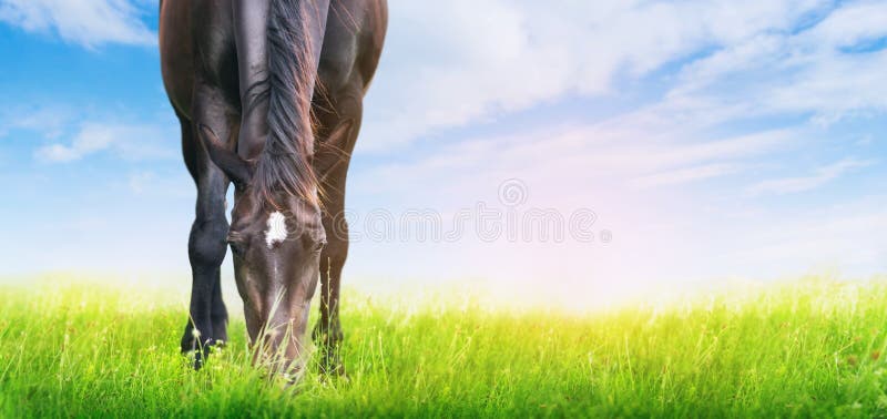 Black horse is grazed on sunny meadow , banner