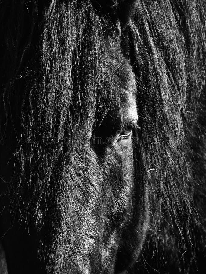 Black Horse Head stock photo. Image of hair, fine, horse 18293240