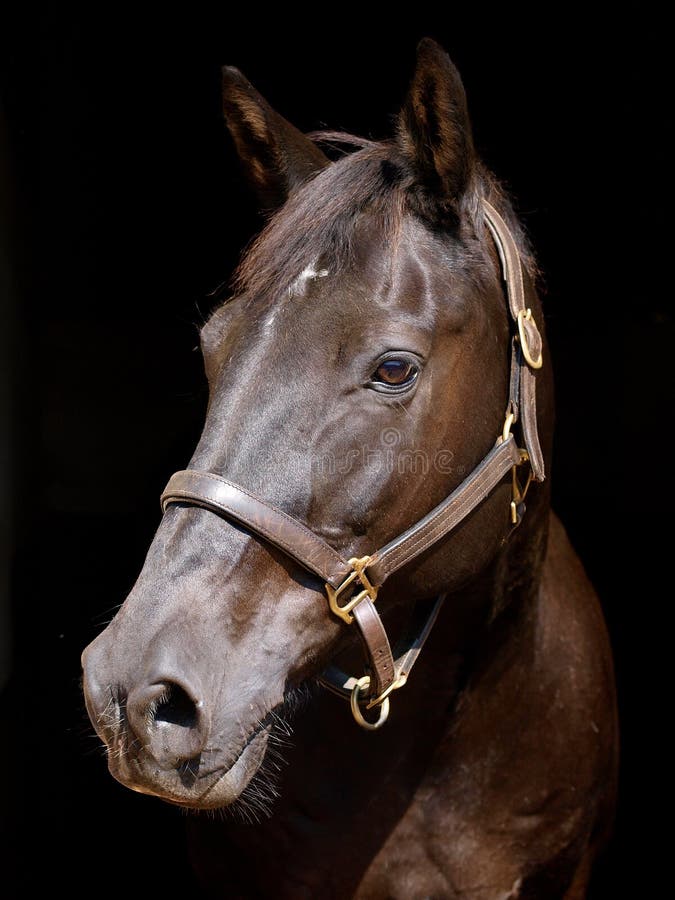 Black Horse Head stock photo. Image of shot, collar, head 28557880