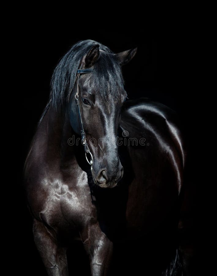 127,202 Black Horse Stock Photos - Free & Royalty-Free Stock