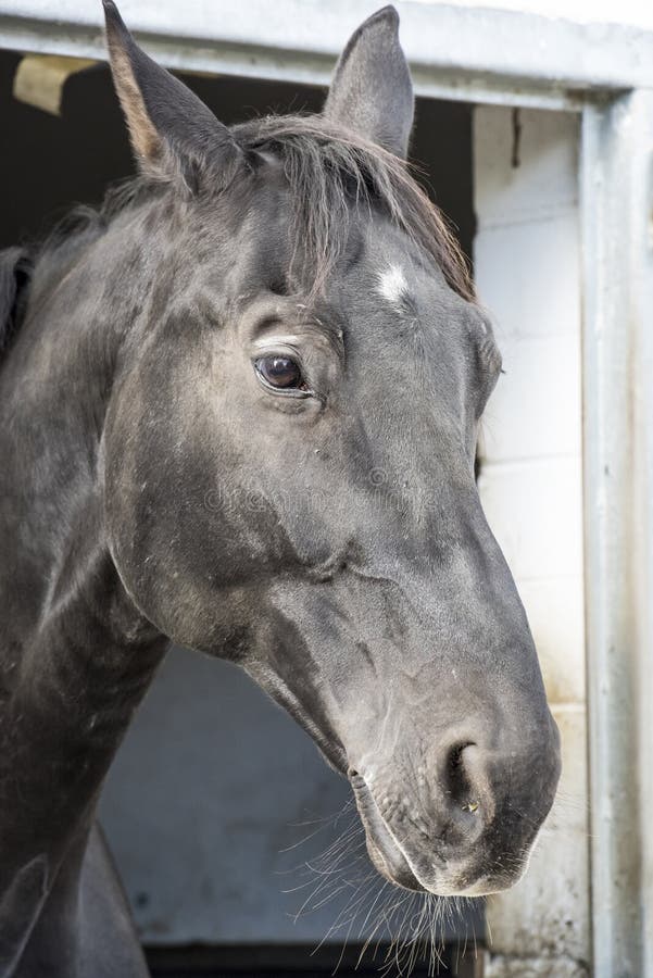 Black Horse with Small White Blaze in Stable Stock Photo Image of