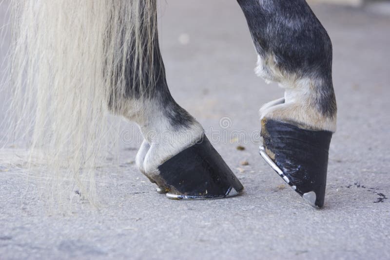 Black horse hooves stock photo. Image of pony, hind, mammals 11389268